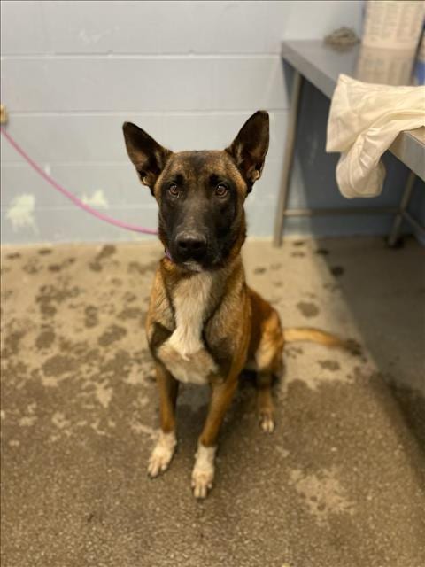 Photo of Boss, adoptable Belgian Shepherd Malinois in Woodland, California