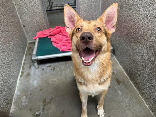 Photo of Austin, adoptable German Shepherd Dog in Santa Rosa, California