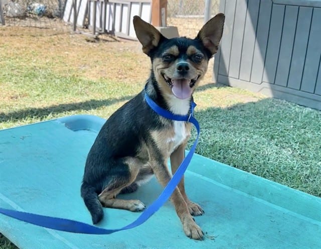 Photo of Senior Chihuahua - Smooth Coated mix, adoptable Chihuahua - Smooth Coated mix in Devore, California