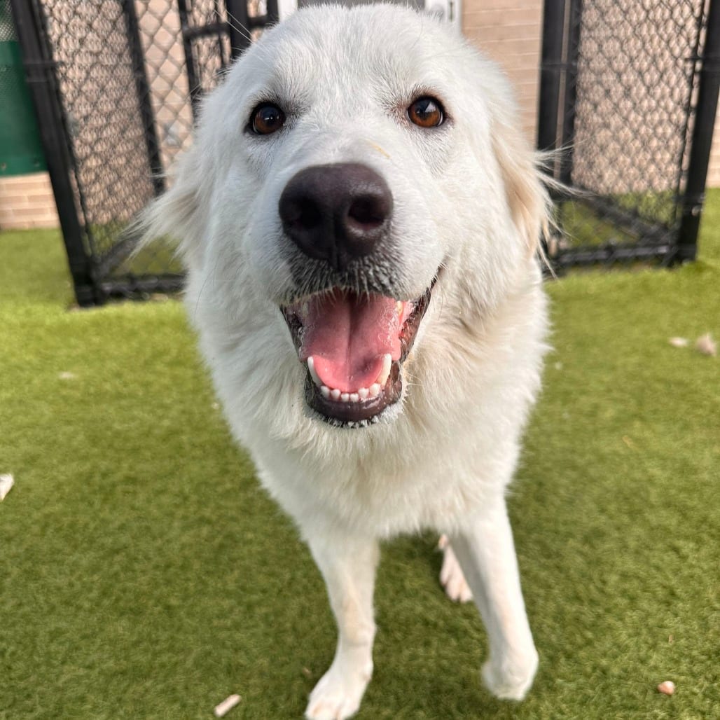 Photo of Freida, adoptable Pyrenees, Great