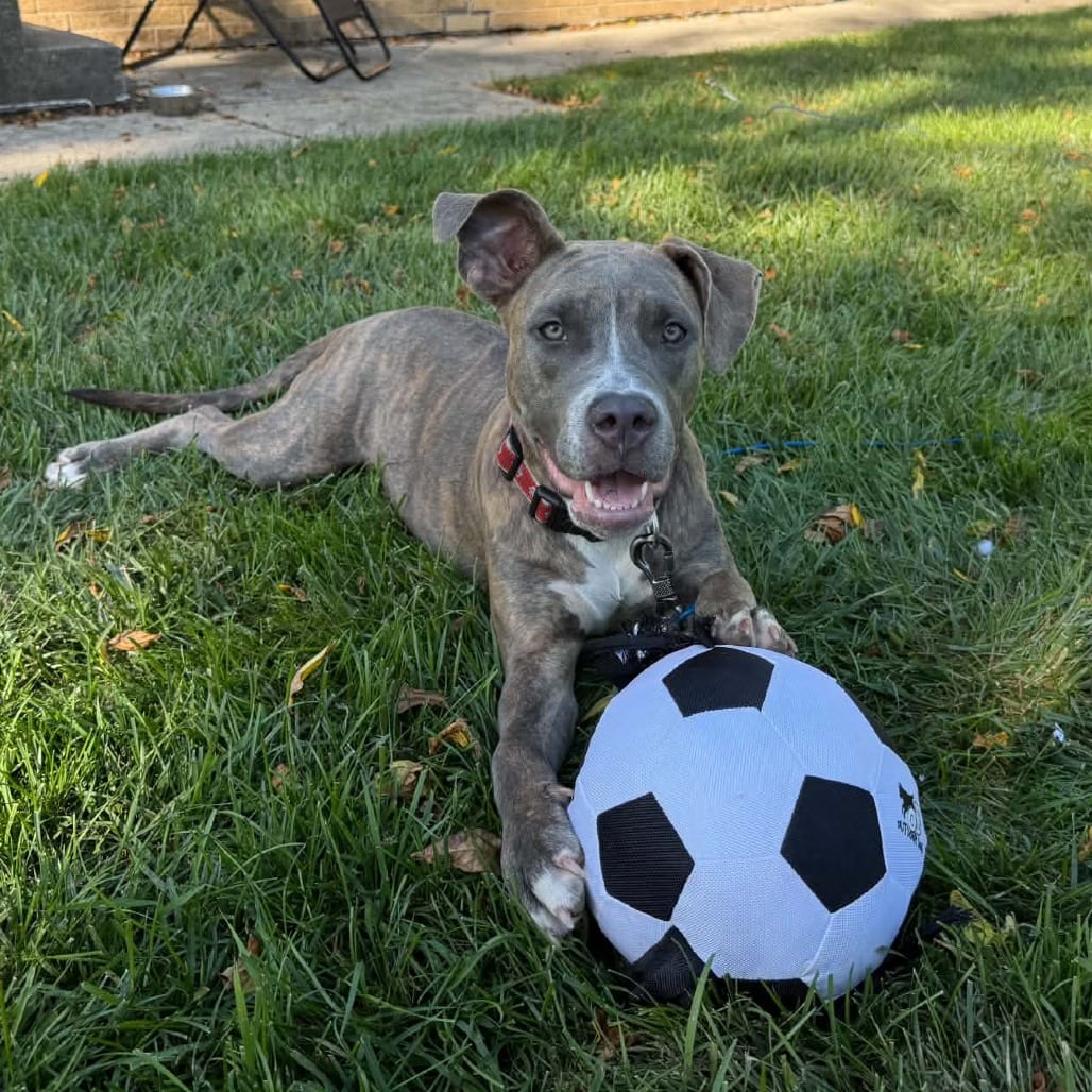Photo of Moon, adoptable Mixed Breed (Large) in West Olive, Michigan