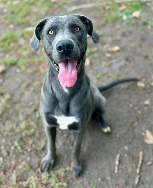 Photo of Bling, adoptable Great Dane in Riverside, California