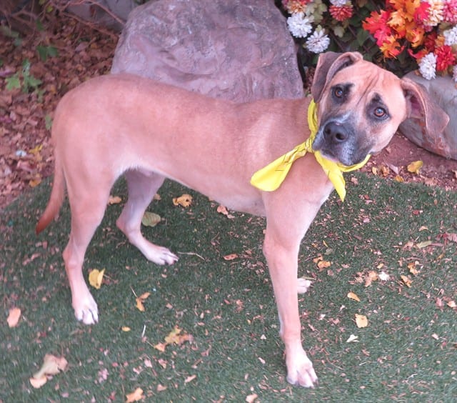 Photo of Jeremy, adoptable Hound in Oklahoma City, Oklahoma