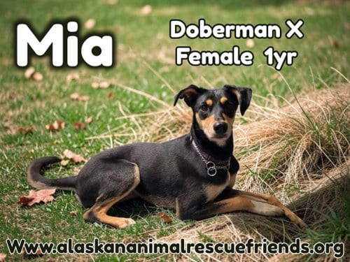 Photo of Mia, adoptable Doberman Pinscher in Anchorage, Alaska