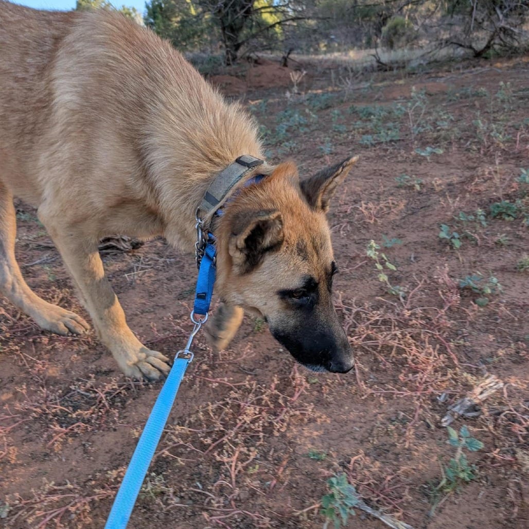 Photo of Tony, adoptable Shepherd, German / Mix in Kanab, Utah