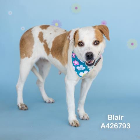 Photo of Blair, adoptable Labrador Retriever in Conroe, Texas