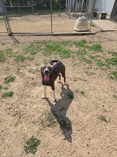 Photo of Moe, adoptable Black Labrador Retriever in Maquoketa, Iowa