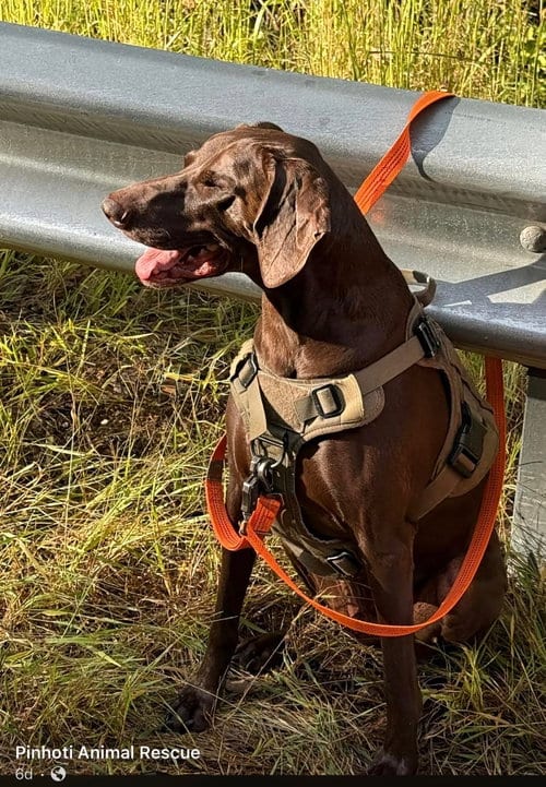 Photo of Rocky, adoptable German Shorthaired Pointer in Royal Palm Beach, Florida