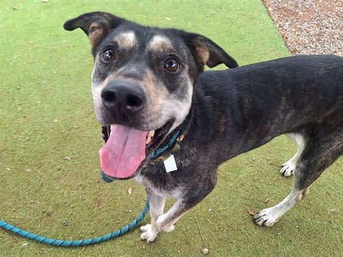 Photo of Finch, adoptable Australian Kelpie in Phoenix, Arizona