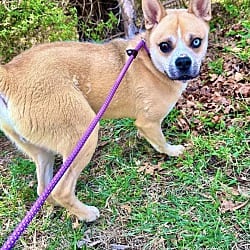 Photo of Marley 1, adoptable Mixed Breed (Medium) in East Hartford, Connecticut