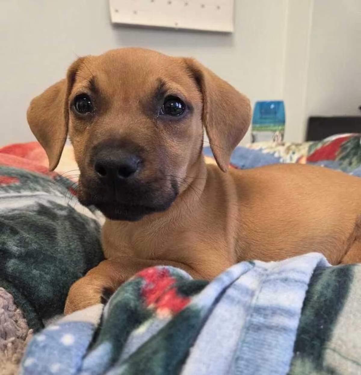 Photo of Moxie, adoptable Black Mouth Cur in New Orleans, Louisiana