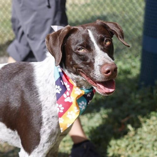 Photo of Petra, adoptable German Shorthaired Pointer in San Antonio, Texas