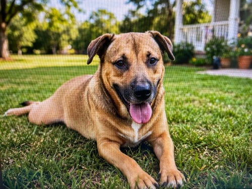 Photo of Terrific Teddy, adoptable Mountain Cur in Sussex, New Jersey