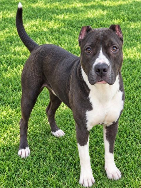 Photo of Denver, adoptable Cane Corso Mastiff in Oklahoma City, Oklahoma