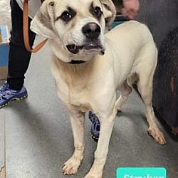 Photo of Stryker, adoptable Great Pyrenees Shepherd (Unknown Type) in Richmond, Indiana