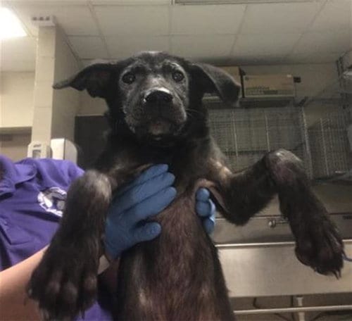 Photo of Juliette, adoptable American Pit Bull Terrier in Conroe, Texas