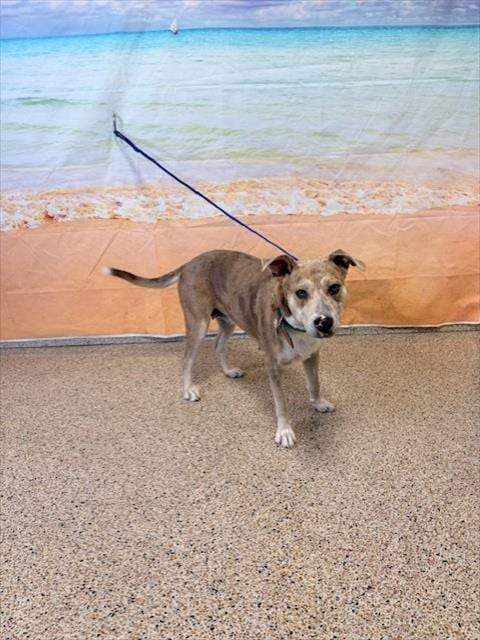Photo of Tara, adoptable Terrier in Miami, Florida