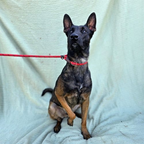 Photo of Niko, adoptable Belgian Shepherd Malinois in Long Beach, California
