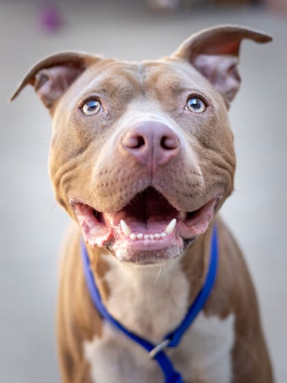 Photo of Autumn, adoptable dog in Chamblee, Georgia