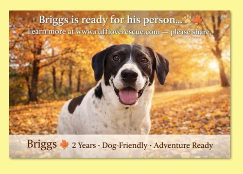 Photo of Briggs, adoptable Hound in Thomasville, North Carolina