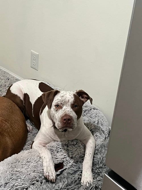 Photo of Boe Boe, adoptable Pit Bull Terrier in Jackson Township, New Jersey