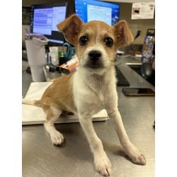 Photo of Tyler, adoptable Terrier (Unknown Type, Medium) in Jurupa Valley, California