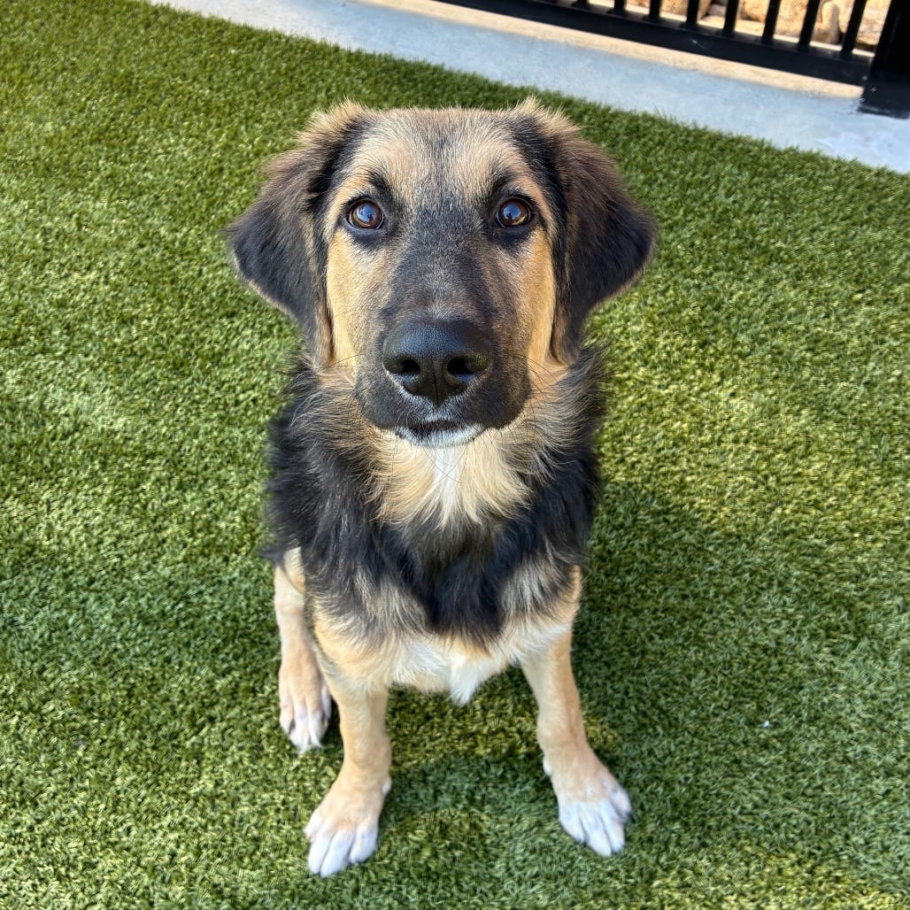Photo of Banzai, adoptable Shepherd, German in Spartanburg, South Carolina