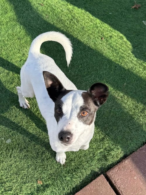 Photo of Bandit, adoptable Jack Russell Terrier in Leavenworth, Kansas