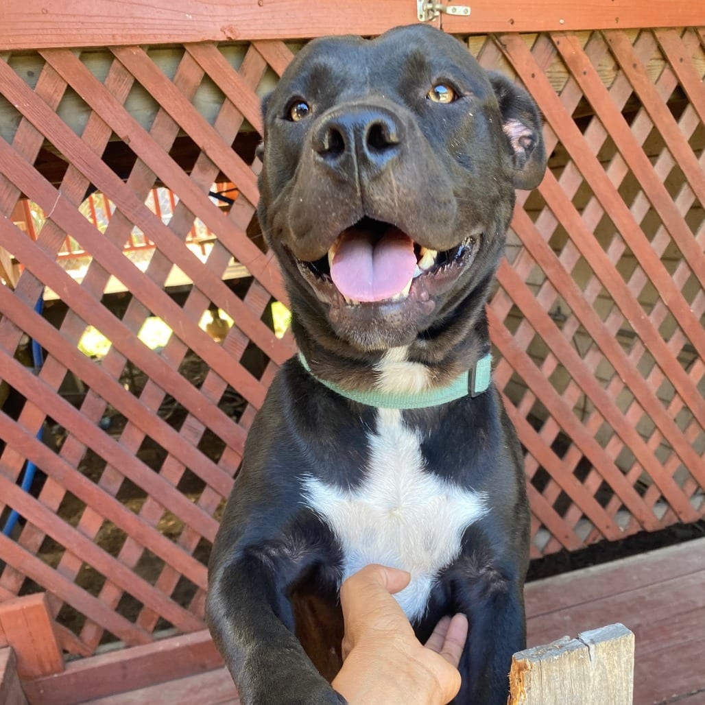 Photo of Minnie, adoptable Mixed Breed (Medium) in San Francisco, California