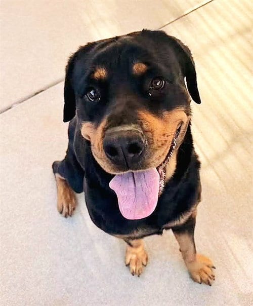 Photo of Minnie, adoptable Rottweiler in Sacramento, California