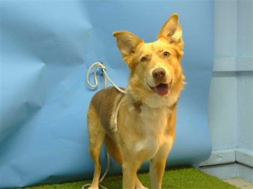 Photo of Lydia, adoptable Siberian Husky in Gardena, California