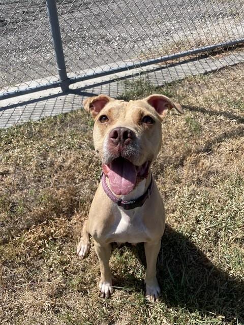 Photo of Precious, adoptable American Staffordshire Terrier in Corpus Christi, Texas