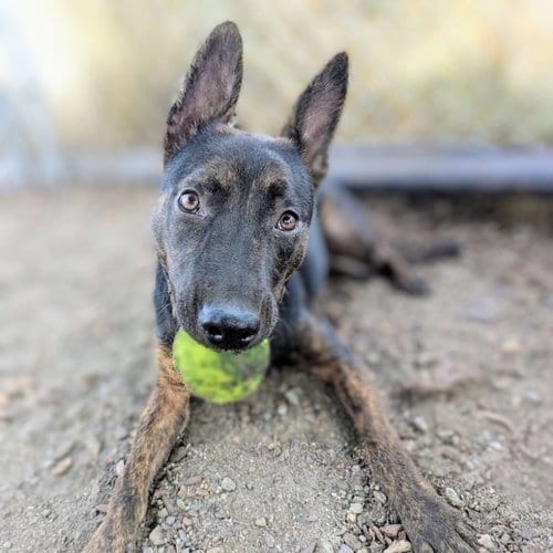 Photo of Lightning, adoptable German Shepherd Dog in Oakland, California