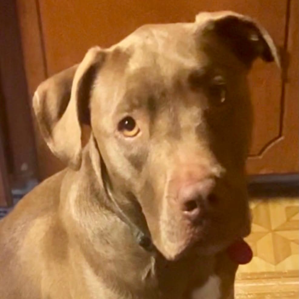 Photo of Daisy, adoptable Terrier, Pit Bull / Mix in Alma, Wisconsin