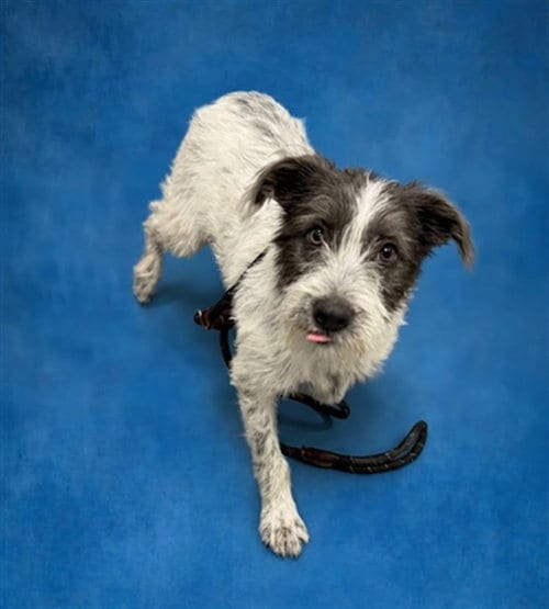 Photo of Ruby, adoptable Schnauzer in Peoria, Illinois