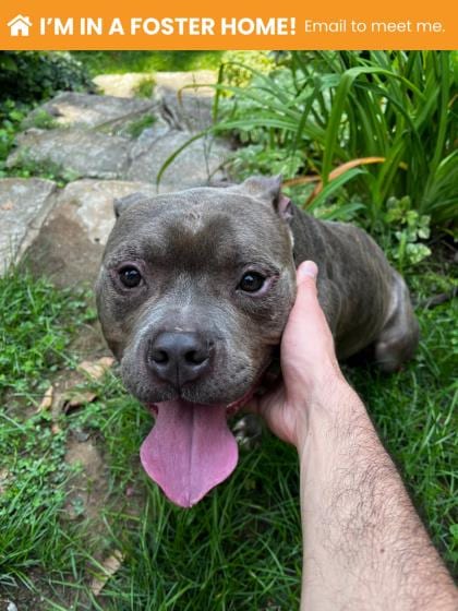Photo of Jimmy Neutron, adoptable dog in Baltimore, Maryland
