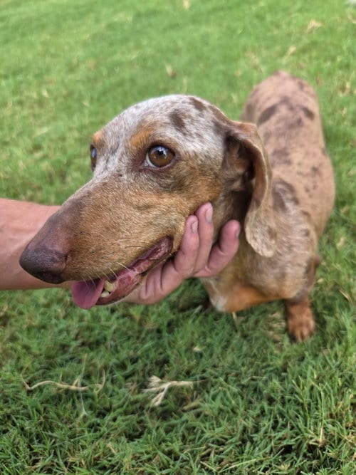 Photo of Harper, adoptable Dachshund in Pittsburgh, Pennsylvania