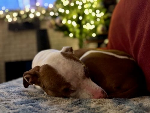 Photo of Lucy, adoptable American Pit Bull Terrier in Baltimore, Maryland