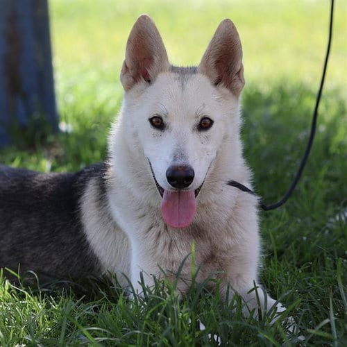 Photo of Liberty, adoptable Siberian Husky in Modesto, California