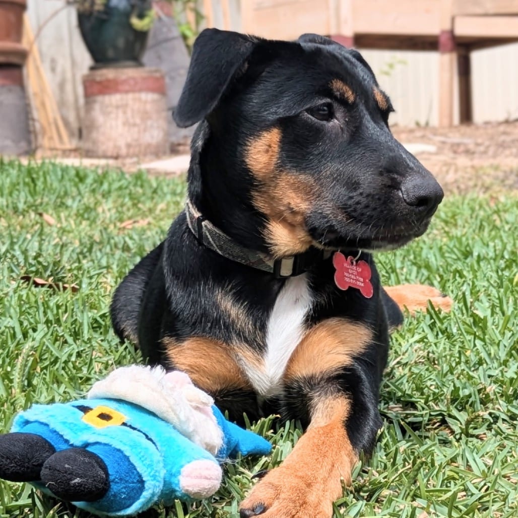 Photo of Wallen, adoptable Shepherd / Mixed Breed (Medium) in Oceanside, California