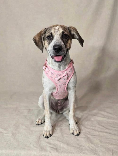 Photo of Daisy Mae, adoptable Labrador Retriever in Newark, Delaware