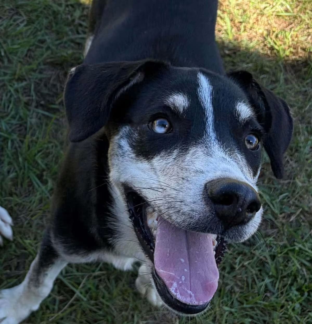 Photo of Wednesday, adoptable Hound (Unknown Type)/Mixed Breed (Medium) in CRANSTON, Rhode Island