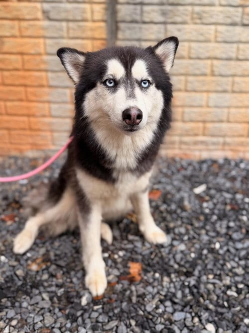 Photo of Alice, adoptable Husky in Lovingston, Virginia