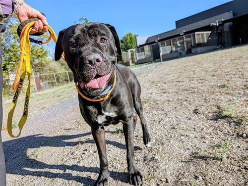 Photo of Jolly Roger, adoptable Mastiff in Denver, Colorado