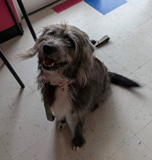 Photo of Rachel, adoptable Schnauzer in Charlotte, North Carolina
