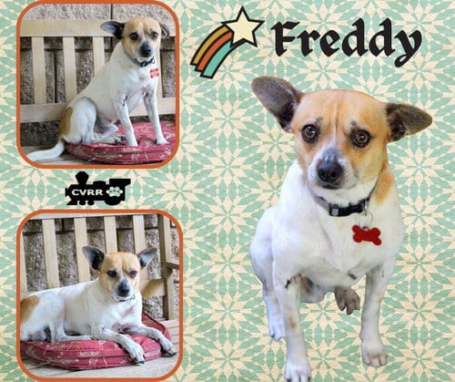 Photo of Freddy, adoptable Jack Russell Terrier in Lindsay, California