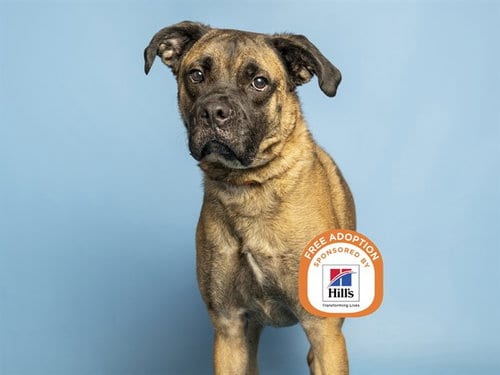 Photo of Kobe, adoptable American Pit Bull Terrier in Phoenix, Arizona