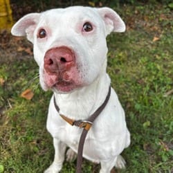 Photo of Todd, adoptable American Pit Bull Terrier Labrador Retriever in O'Fallon, Missouri