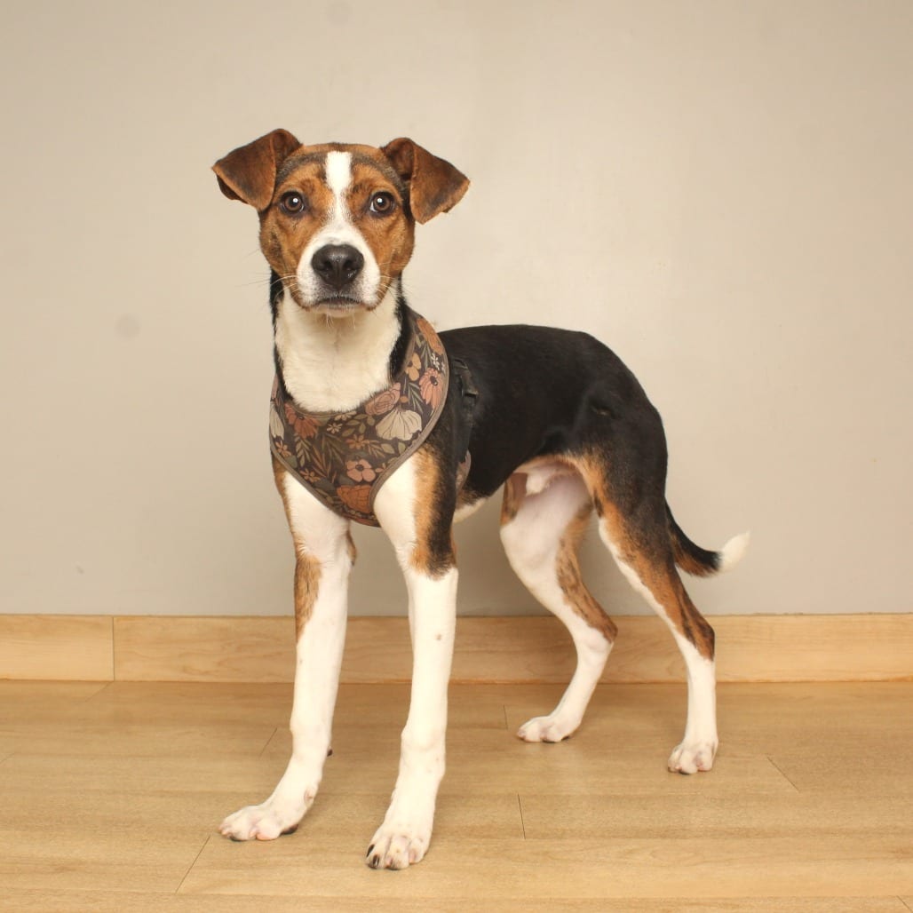 Photo of Peabody D71468, adoptable Beagle / Mixed Breed (Medium) in Minnesota, Minnesota