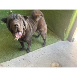Photo of A5806543, adoptable Shar Pei in Lancaster, California